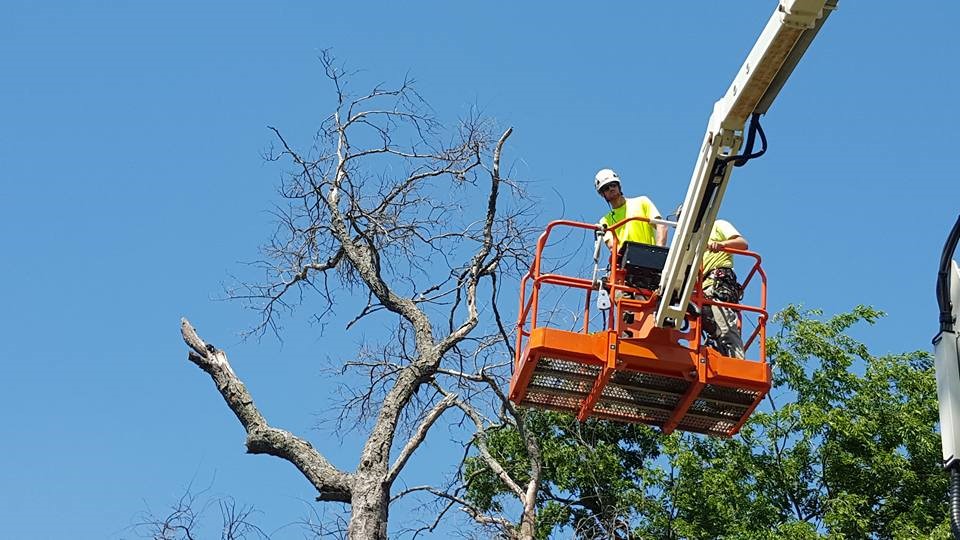 Plano, TX Tree Pruning Services