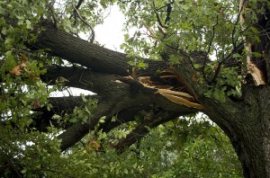 North Wales & Lansdale, PA Tree Removal Services