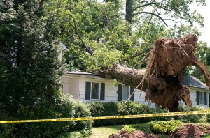 Oak Point, TX Tree Removal Services