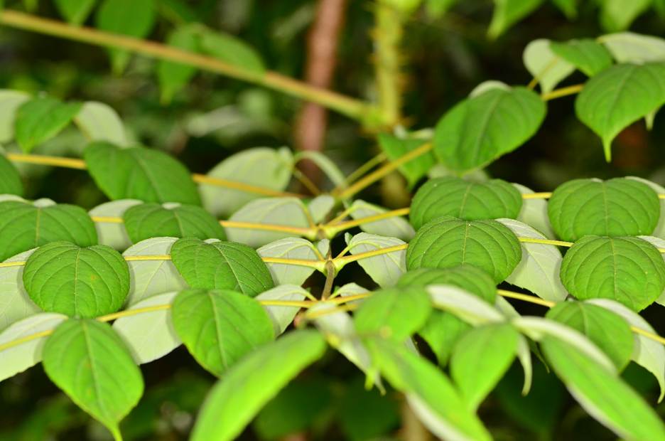 Close-up of a plant with green leaves

AI-generated content may be incorrect.