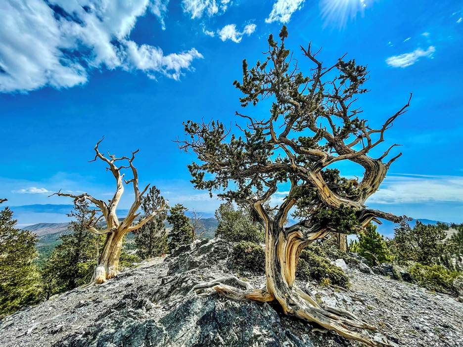 A tree on a hill with Ancient Bristlecone Pine Forest in the background

AI-generated content may be incorrect.