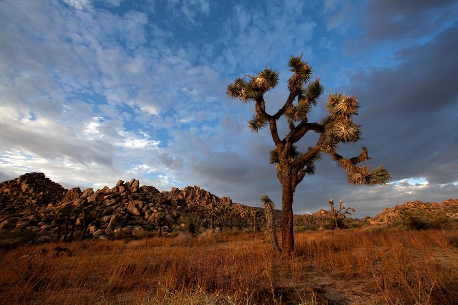 A tree in a field with rocks in the background

AI-generated content may be incorrect.