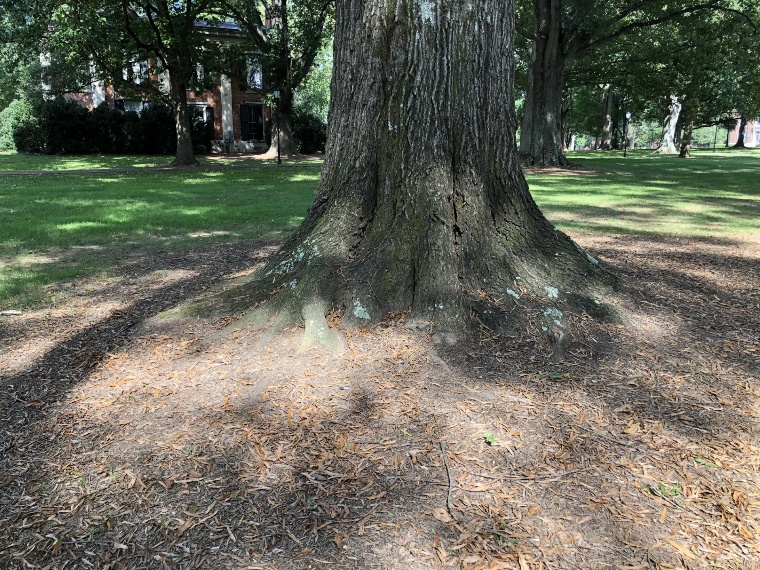 A tree trunk in a park
