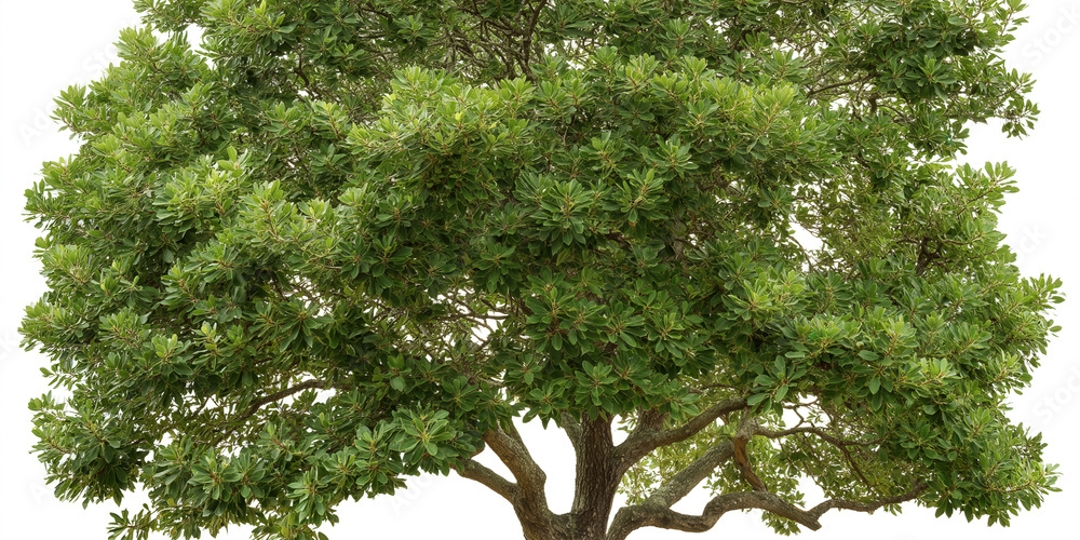 live oak tree