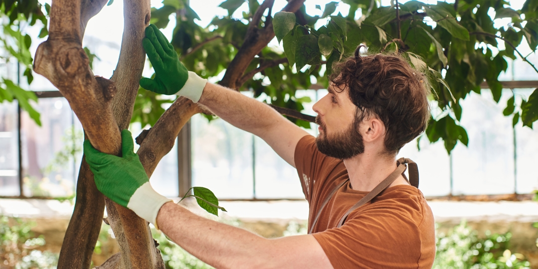 Tree Health
