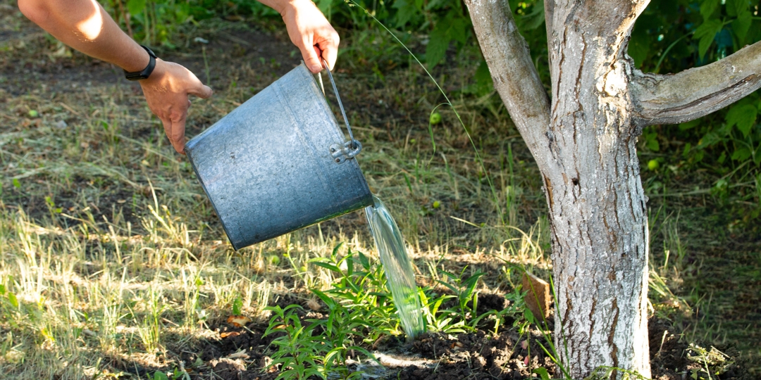 Tree Care 101