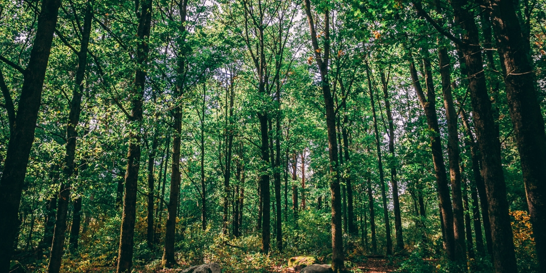 trees