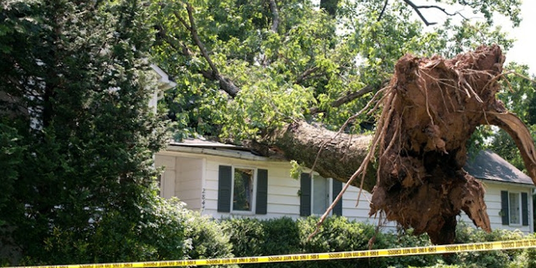 tree removal