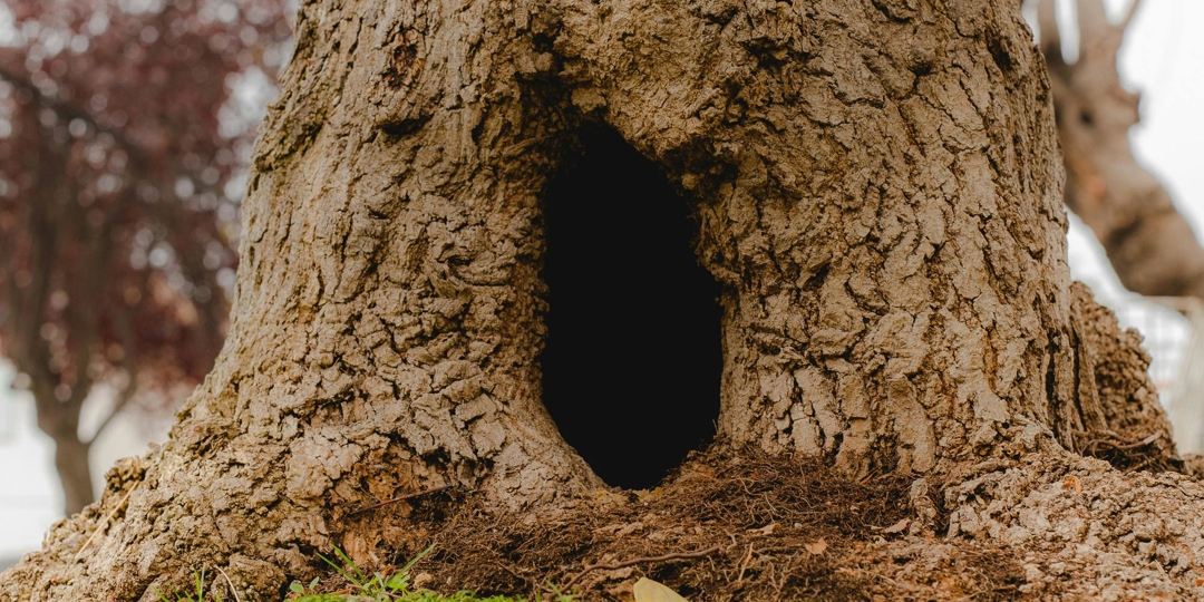 hole in trunk