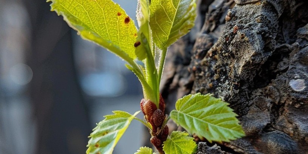 sprout
