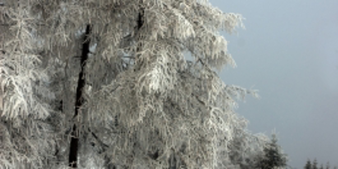 Snow covered tree