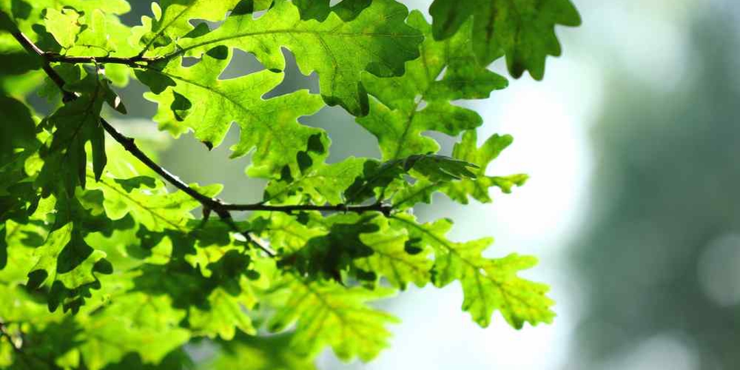 Branch