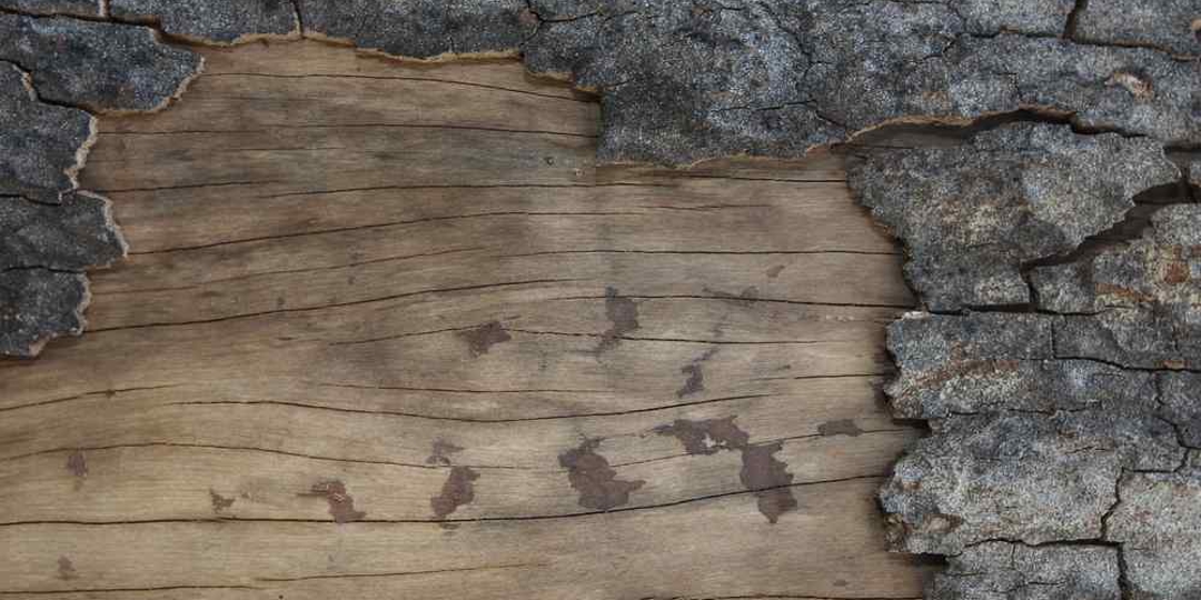 Wood