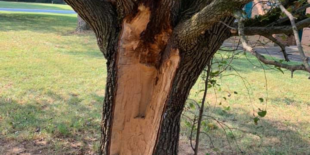 Monster Tree Service Image
