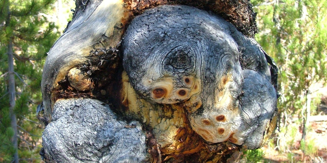 Tree Burl