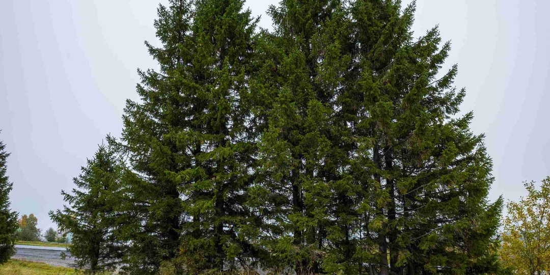 A cluster of tall, mature pine trees with dense green needles standing in an open grassy field under a cloudy, overcast sky. The foreground shows a mix of wild green and dried tan grasses.