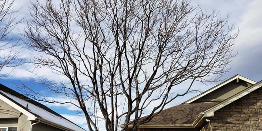 Dead Tree Image