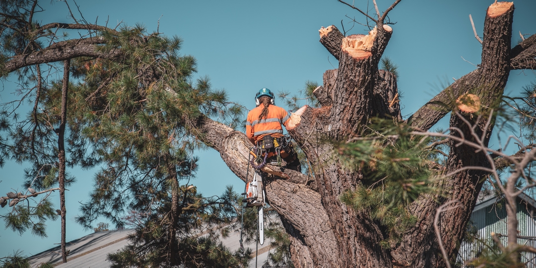 Arborist Tree Surgeon at work in large trees