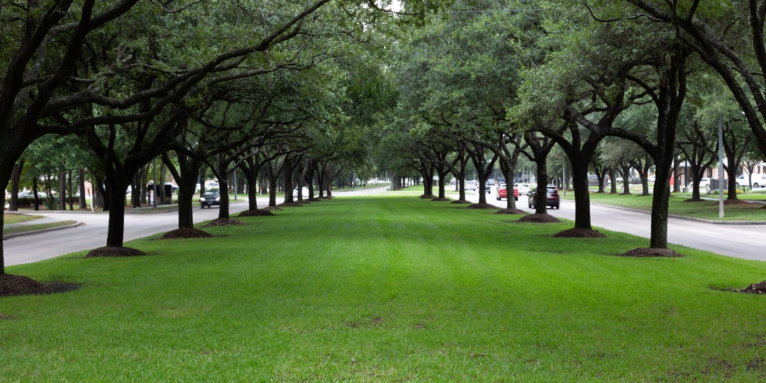 tree line