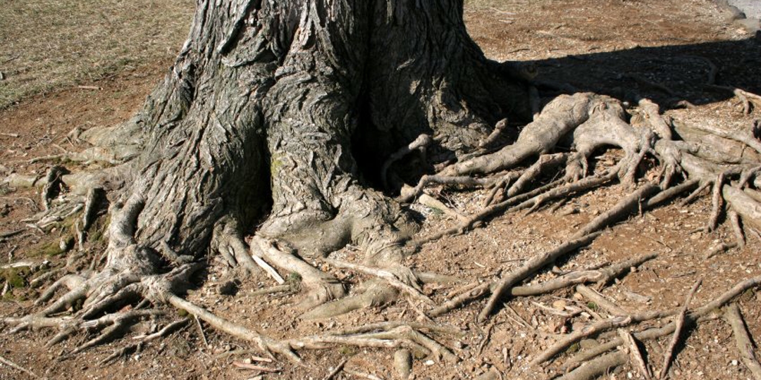 Root Crown