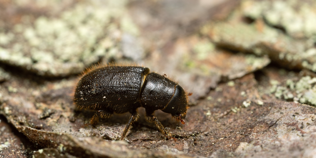 bug on a tree trunk