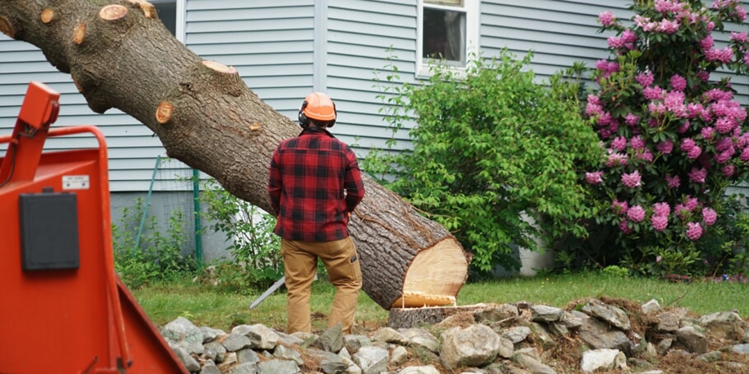 When Tree Removal is Necessary