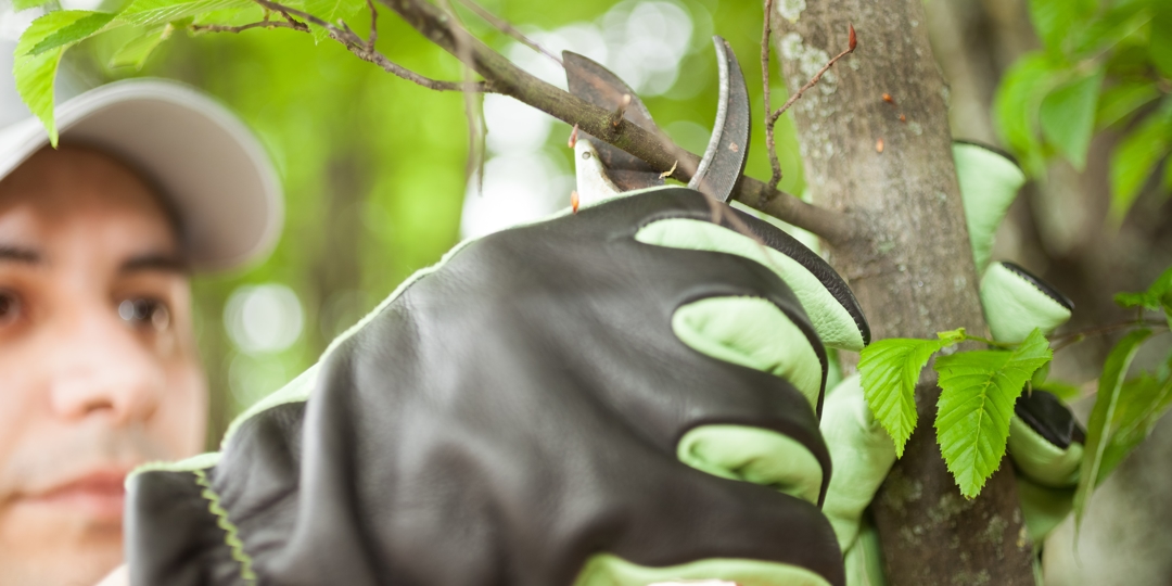 pruning a tree