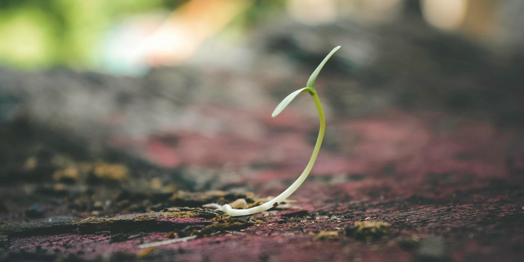 Tree Sprout Image
