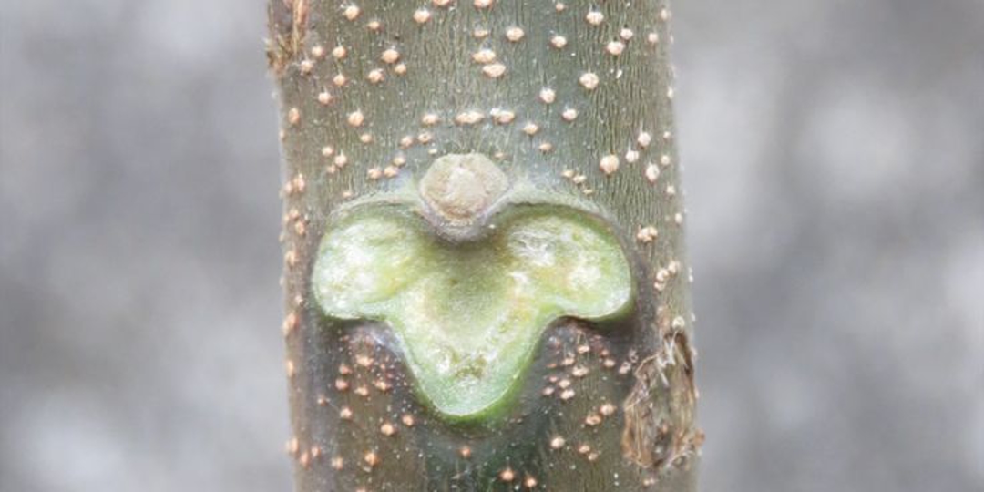 Leaf Scar