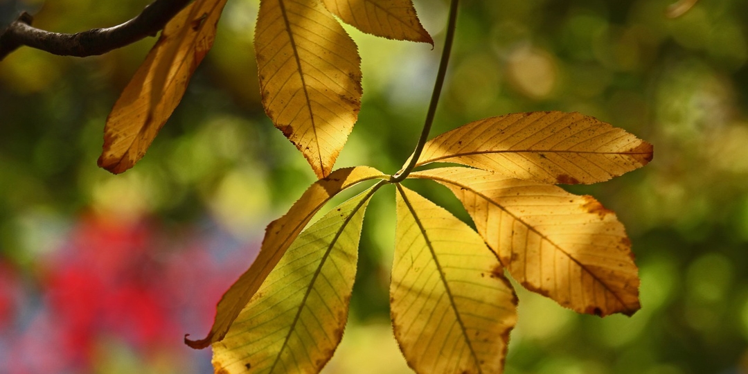 Yellow Leaves