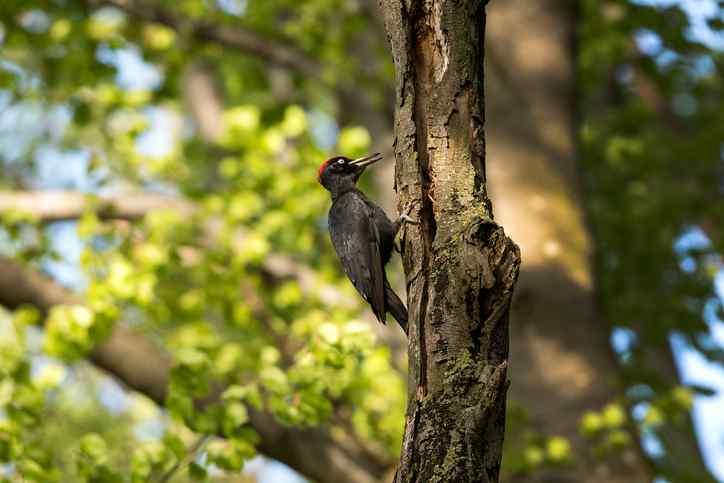Woodpecker foraging for bark beetles