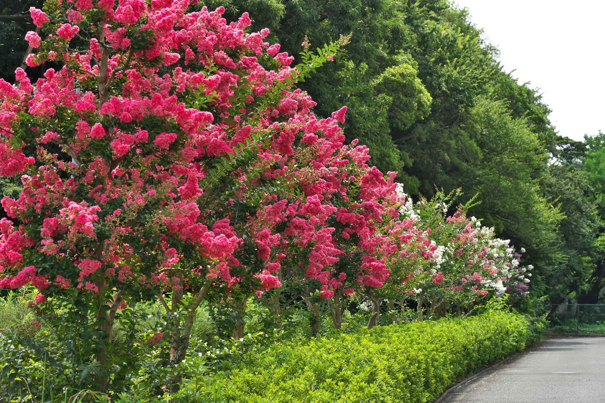 Top Romantic Trees - Crape Myrtle