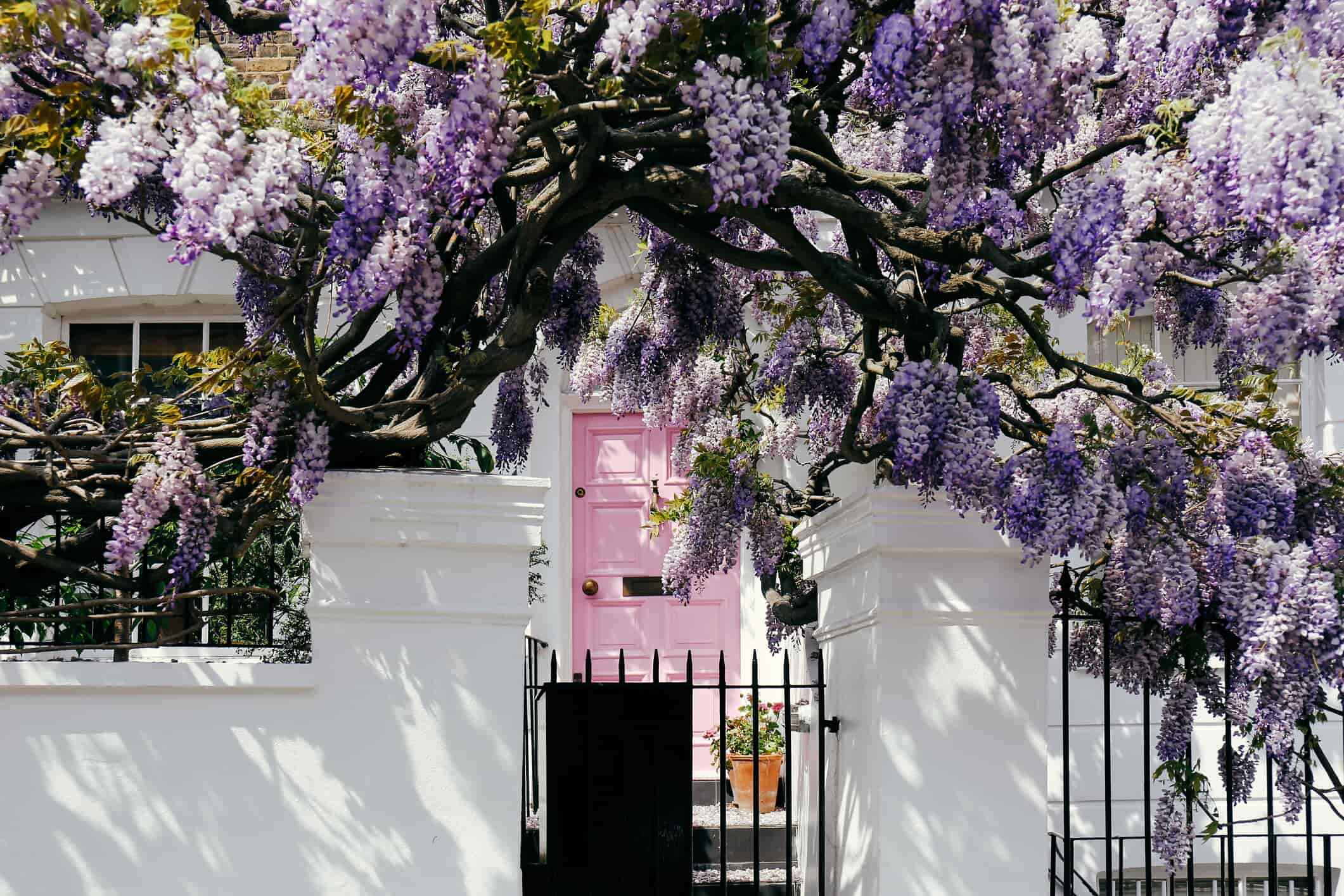 Top Romantic Trees - Wisteria