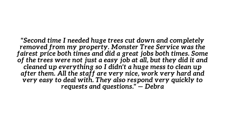 Review: “Second time I needed huge trees cut down and completely removed from my property. Monster Tree Service was the fairest price both times and did a great jobs both times. Some of the trees were not just a easy job at all, but they did it and cleaned up everything so I didn't a huge mess to clean up after them. All the staff are very nice, work very hard and very easy to deal with. They also respond very quickly to requests and questions.” - Debra