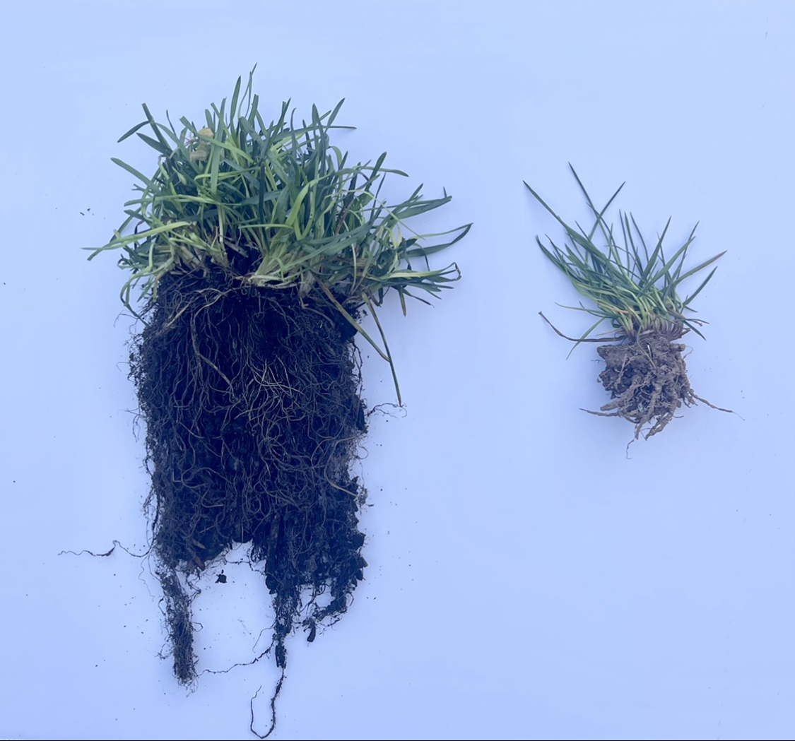 Image of two pieces of grass with soil attached