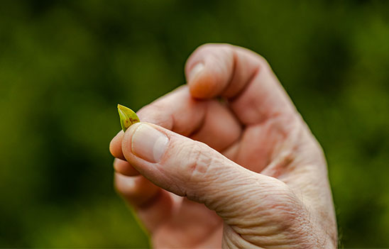 Plant Health Photo