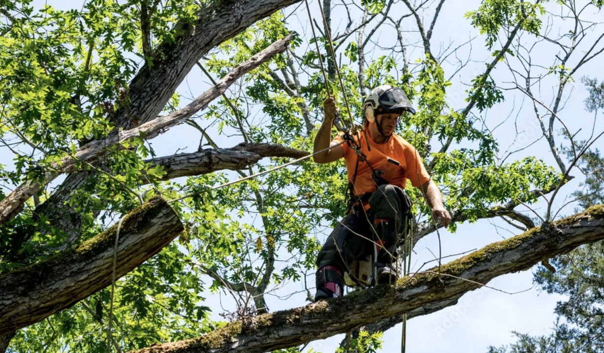 Crown Cleaning vs. Thinning: What’s Best for Your Trees in Northwest Houston