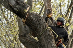 Arborist working in tree