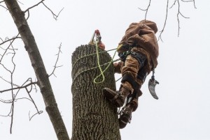 Phoenixville, PA Tree Removal Service