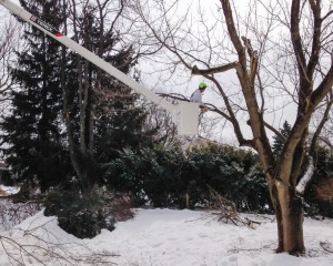 West Chester, PA Tree Removal Services