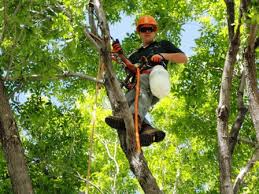 Arborist working in tree