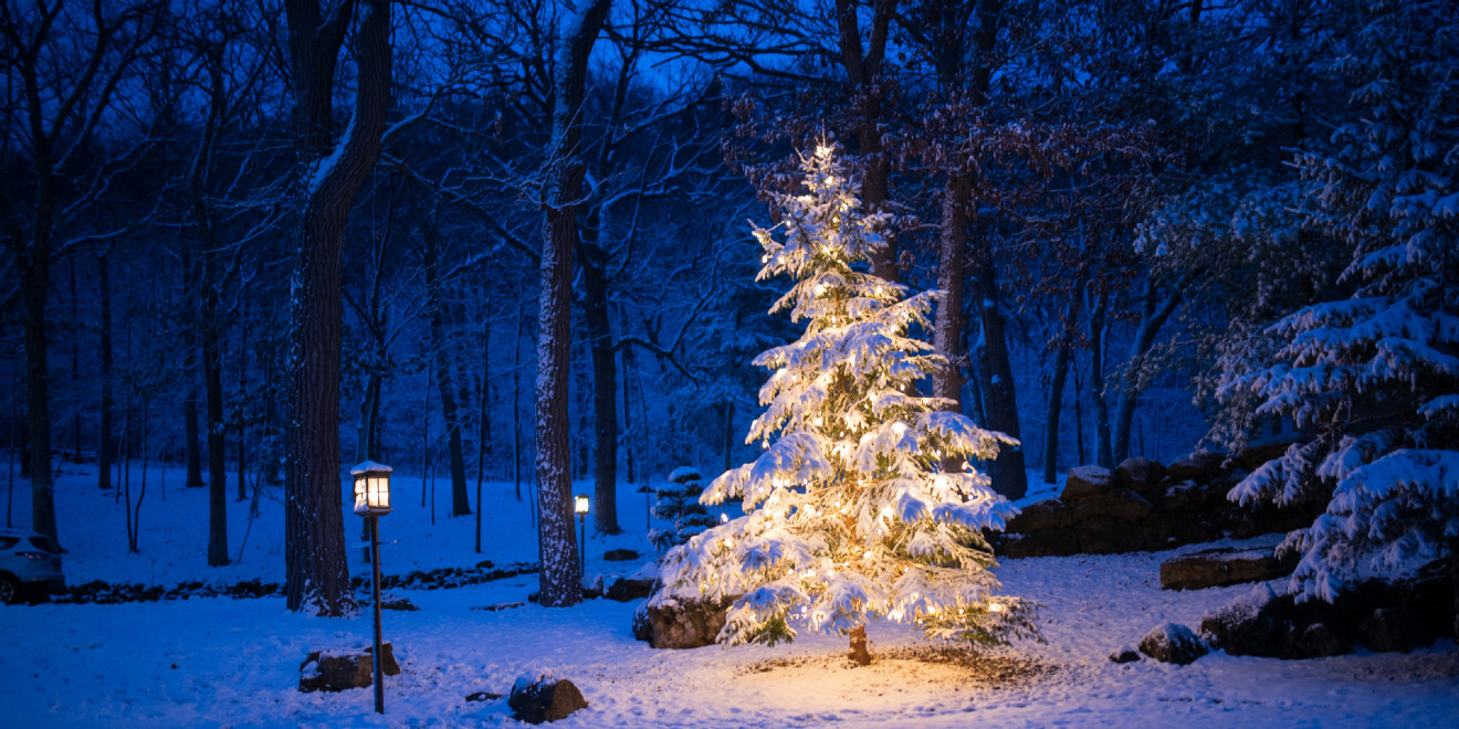 The History of the Christmas Tree: Why Do We Put Them Up?