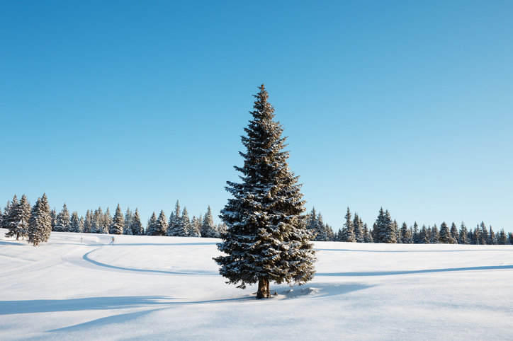 Safe Herbicide Selection for Pine Tree Landscapes