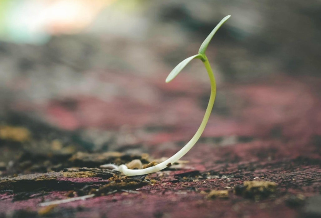 A few tips on how to prevent tree roots from sprouting, in 3 convenient steps.