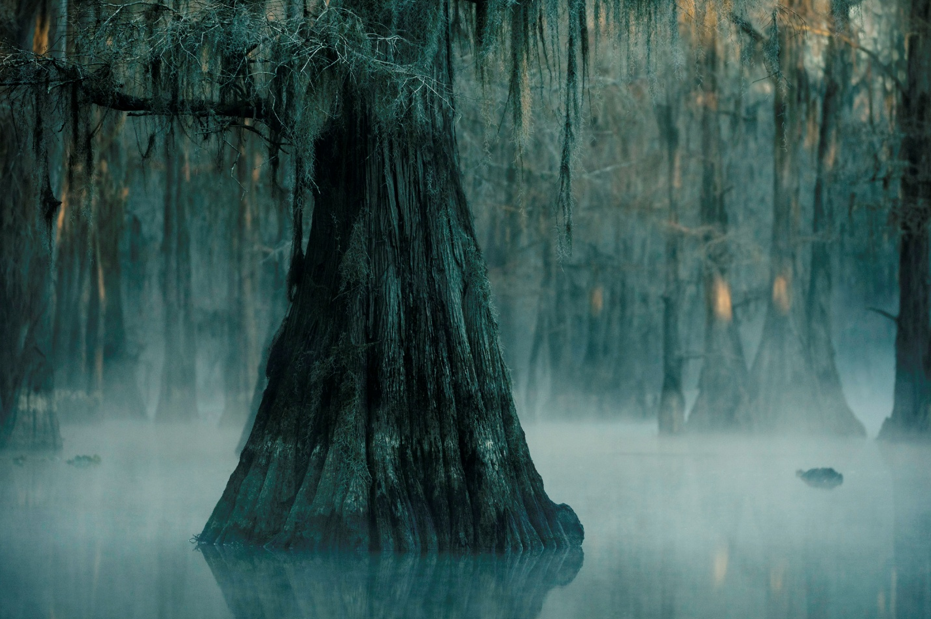 America’s Weirdest and Spookiest Trees