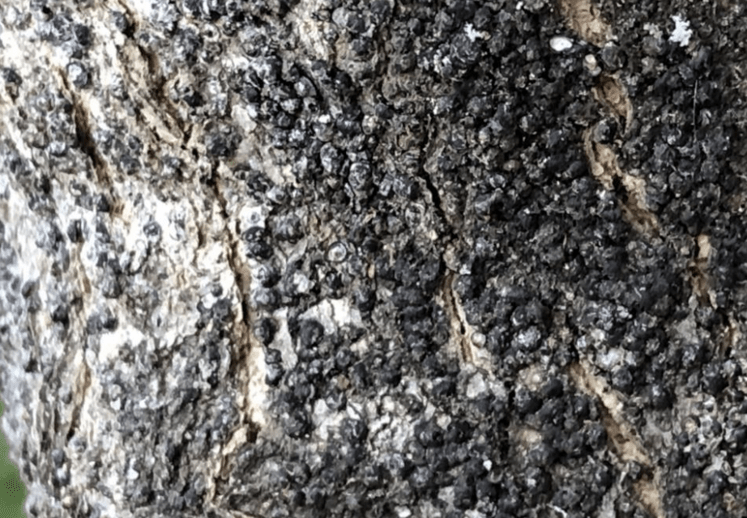 Gloomy Scale, an armored scale covering the bark of a red maple