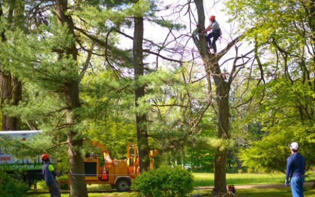 Discovering Kentucky's Native Trees: A Journey Through East Louisville's Natural Beauty