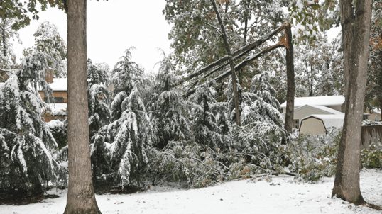 Winter Tree Emergencies in Minnesota: Why They Happen and What to Do About Them