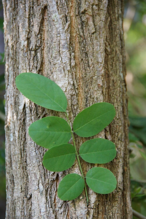 leaves