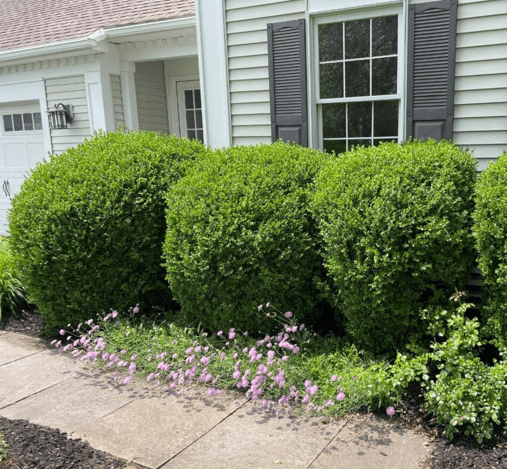 boxwood shrub